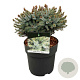 Picea omorika 'Nana' 20-25 cm