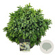 Picea omorika 'Nana' 50-60 cm 15L
