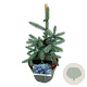 Picea pungens 'Erich Frahm' 30-40 cm 6,5L