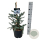 Picea pungens 'Fat Albert' 50-60 cm 6L