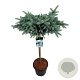 Picea pungens 'Glauca Globosa' 80 cm stam 15L kroon 50-60
