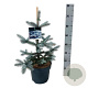 Picea pungens 'Hoopsii' 40-50 cm 6L