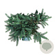 Picea pungens 'Karpaten' 50-60 cm 15L