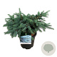 Picea pungens 'Karpaten' 50-60 cm 15L