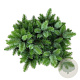 Picea sitchensis 'Midget' 25-30 cm