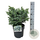 Picea sitchensis 'Midget' 25-30 cm