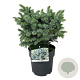 Picea sitchensis 'Midget' 25-30 cm