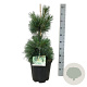 Pinus schwerinii 'Wiethorst' 60-80 cm 15L