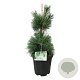 Pinus schwerinii 'Wiethorst' 60-80 cm 15L