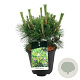 Pinus thunbergii 'Sayonara' 30-40 cm 15L