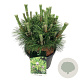 Pinus thunbergii 'Sayonara' 30-40 cm 15L