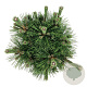 Pinus thunbergii 'Sayonara' 30-40 cm 15L