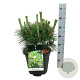Pinus thunbergii 'Sayonara' 30-40 cm 15L