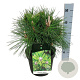 Pinus thunbergii 'Sayonara' 30-40 cm 6,5L