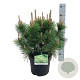Pinus thunbergii 'Sayonara' 40-50 cm P26