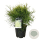Platycladus or. 'Franky Boy' 50-60 cm 15L