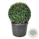 Prunus l. 'Angustifolia' 100 cm cont. 230L bol