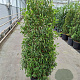 Prunus l. 'Angustifolia' 150-175 cm 30L