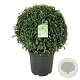Prunus l. 'Angustifolia' 80-90 cm cont. 55L extra