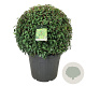 Prunus l. 'Angustifolia' 80-90 cm cont. 90L bol extra