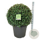 Prunus l. 'Angustifolia' 80-90 cm cont. 90L bol extra