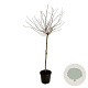 Prunus subh. 'Autumnalis Rosea' 120 cm stam 30L extra