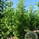 Liquidambar s. 'Worplesdon' 18-20 HO draadkluit geveerd