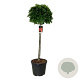 Quercus pal. 'Green Dwarf' 120 cm stam cont. 55L extra