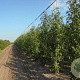 Liquidambar s. 'Worplesdon' 20-25 HO draadkluit geveerd