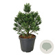 Sequoiadendron gig. 'Clayton' 80-100 cm cont. 55L extra
