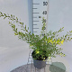Spiraea cinerea 'Grefsheim' 40-50 cm 3,0L