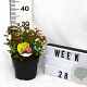 Spiraea jap. 'Goldflame' 30-40 cm 3,0L