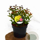 Spiraea jap. 'Goldflame' 30-40 cm 3,0L