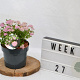 Spiraea jap. 'Little Princess' 25-30 cm 3,0L