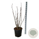 Staphylea colchica 100-125 cm 30L extra