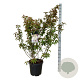 Stachyurus praecox 125-150 cm 30L extra