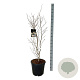 Stewartia pseudocamellia 100-125 cm 30L extra