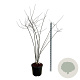 Styphnolobium japonicum 200-225 cm cont. 55L extra