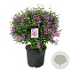 Syringa Bloomerang Dark Purple 60-80 cm cont. 55L bol extra