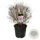 Syringa Bloomerang Dark Purple 60-80 cm cont. 55L bol extra