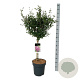 Syringa Bloomerang Dark Purple 60 cm stam 15L