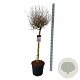 Syringa Bloomerang Dark Purple 90 cm stam 30L