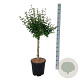 Syringa Bloomerang Pink Perfume 60 cm stam 15L