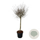 Syringa Bloomerang Pink Perfume 90 cm stam 30L