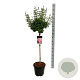 Syringa  'Flowerfest Pink' 80 cm stam 15L