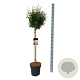 Syringa  'Flowerfest Pink' 90 cm stam 15L