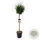 Syringa  'Flowerfest Pink' 90 cm stam 15L