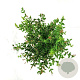 Syringa meyeri Flowerfesta White 80 cm stam 15L