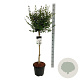 Syringa meyeri Flowerfesta White 80 cm stam 15L
