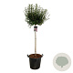 Syringa meyeri 'Palibin' 120 cm stam cont. 55L extra